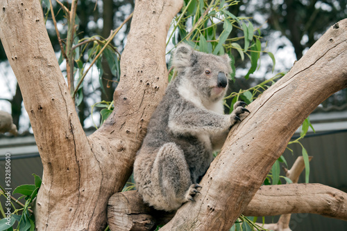 the koala is sitting in the fork of the tree