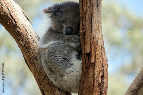 Photography the koala is a grey marsupial with fluffy ears and a white chest