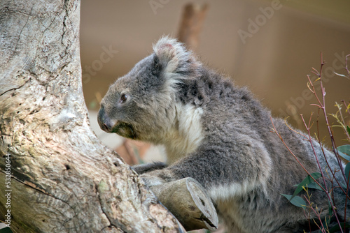 Fototapeta Naklejka Na Ścianę i Meble -  the koala is a grey marsupial with fluffy ears and a white chest
