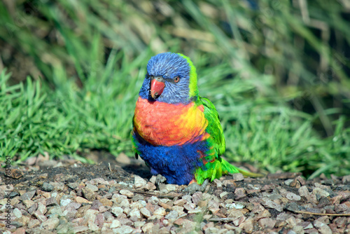 this is a close up of a rainbow lorikeet standing on pebbles
