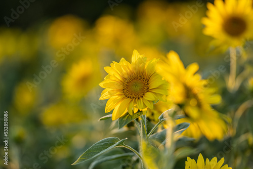 Sunflower Helianthus annuus in golden sunset light. © Trygve