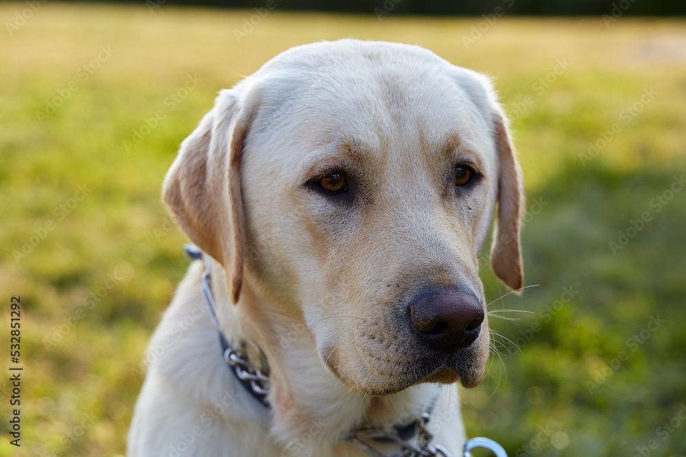 Portrait of a yellow lab dog. Natural lighting green background kind face. Portrait of a yellow lab dog. Natural lighting green background kind face.