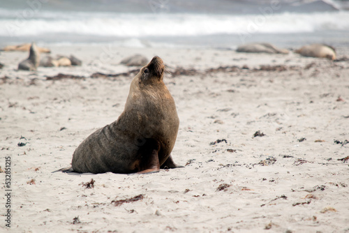 the male sea lion is all grey with a little black