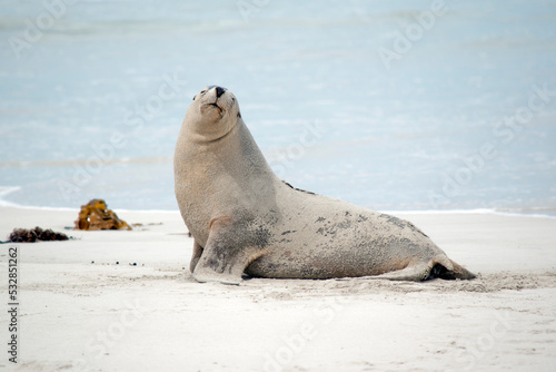 the sea lion covers itself in sand to keep warm