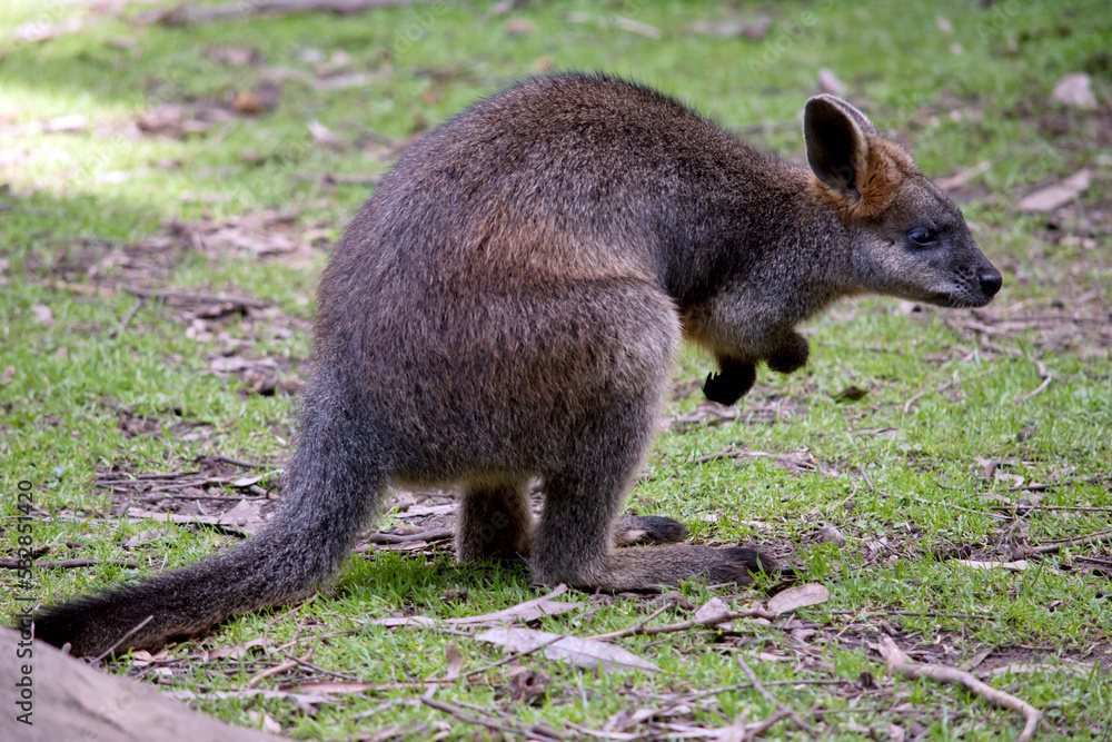 Naklejka premium the swamp wallaby is a large grey wallaby with a tan arms and top of head