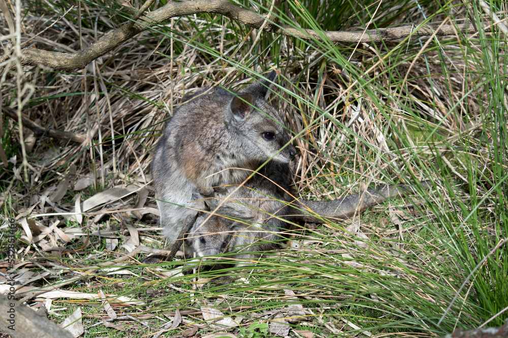 Obraz premium the tammar wallaby is hiding in the tall with her joey