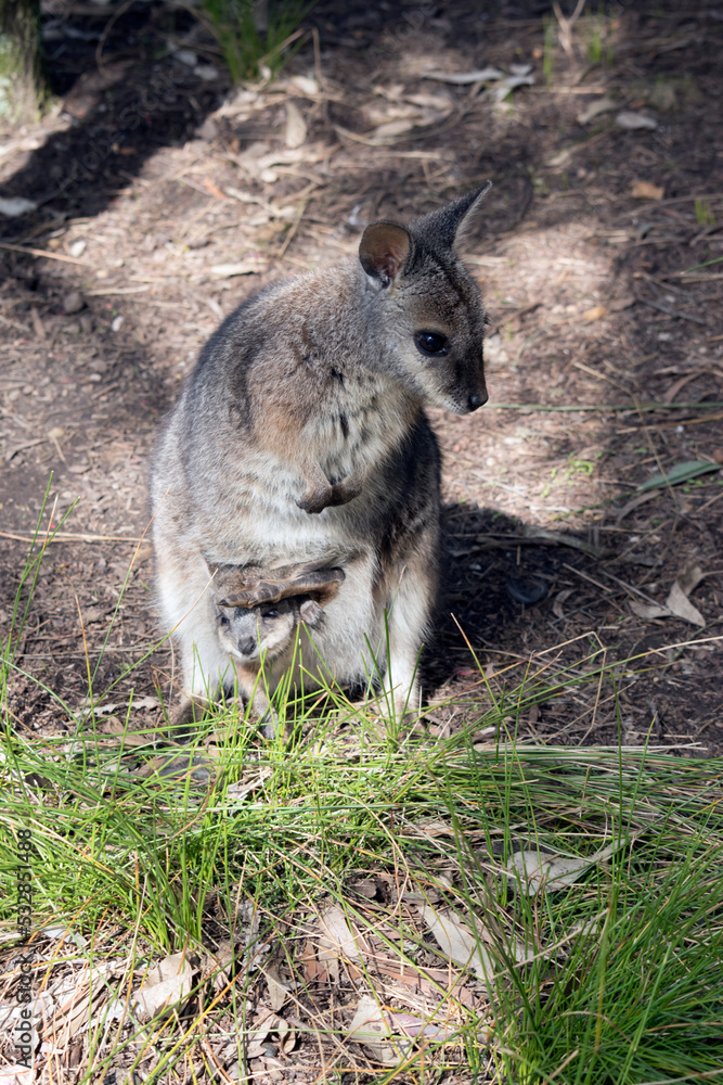 The tammar wallaby is a small grey wallaby with tan arms and white cheek stripes The tammar wallaby is a small grey wallaby with tan arms and white cheek stripes