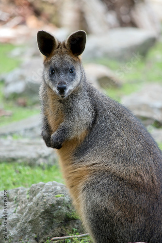 the swamp wallaby is a large grey wallaby with a tan arms and top of head