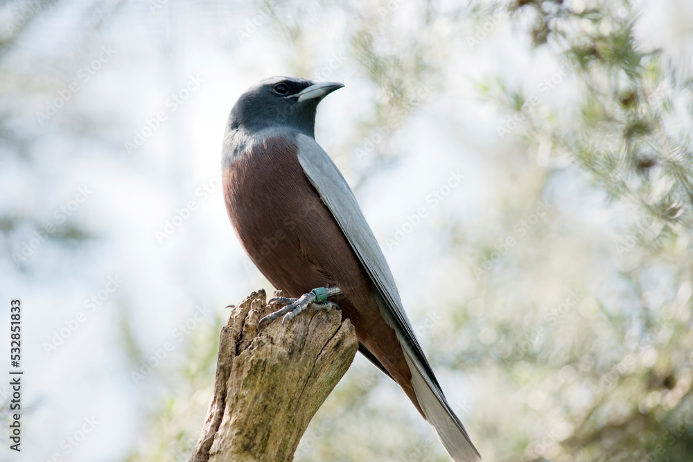 the white browed woodswallow has a pink chest and grey body the white browed woodswallow has a pink chest and grey body