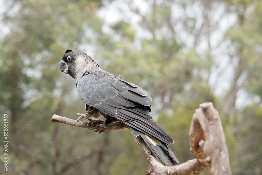 Fototapeta premium the white tailed black cockatoo is perched on a branch