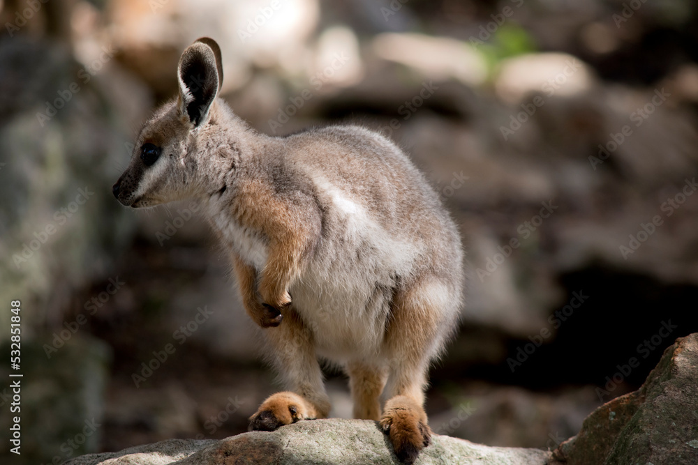 this is a young yellow footed rock wallaby this is a young yellow footed rock wallaby