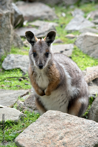 the yellow footed rock wallaby has a grey body with tan arms and a white chest