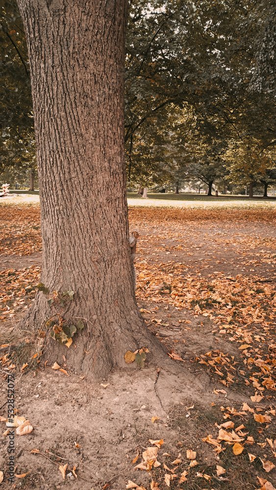 Fototapeta premium Golden and orange autumn leaves in forest natural background
