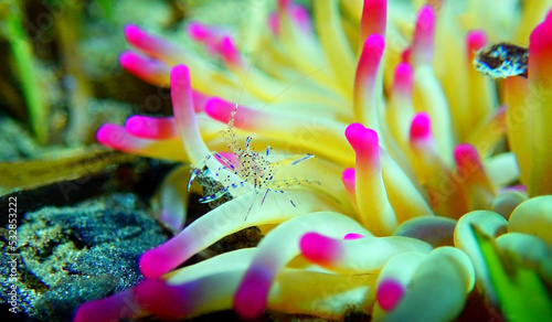 Mediterranean sea glass anemone shrimp - Periclimenes aegylios photo