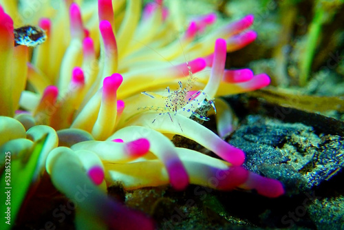 Tela Mediterranean sea glass anemone shrimp - Periclimenes aegylios