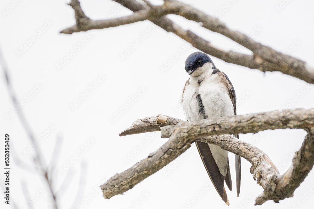 Fototapeta premium spotted woodpecker
