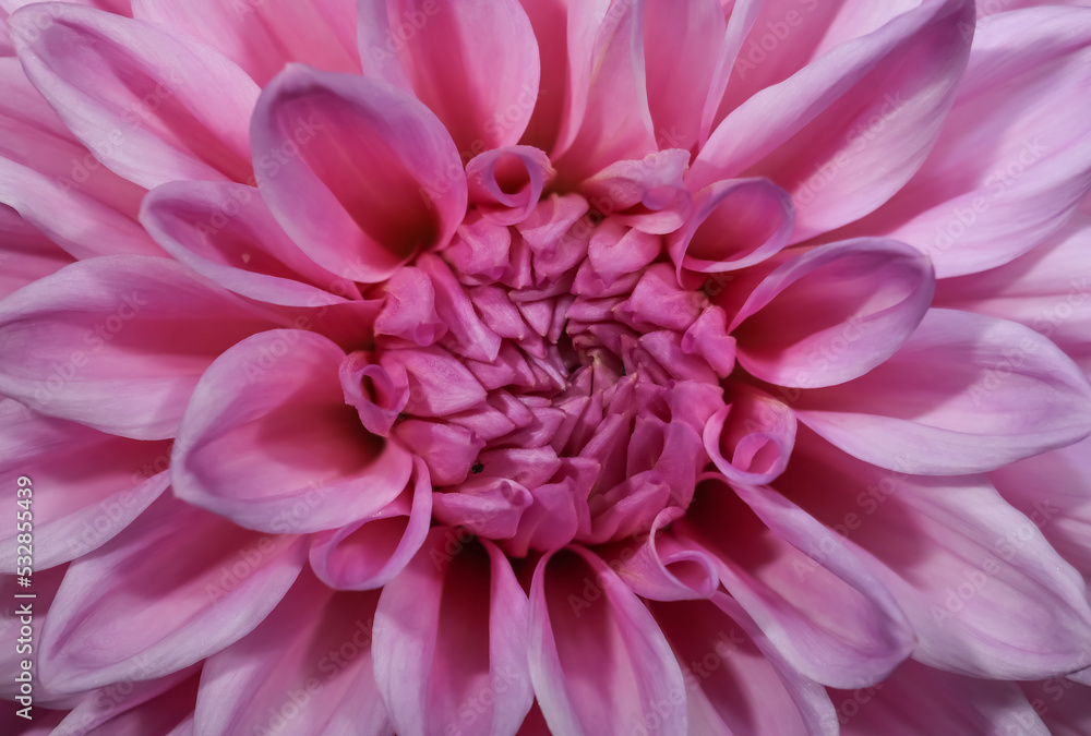 Extreme close up shot of pink Dahlia flower