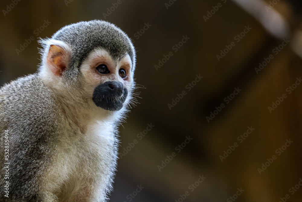 Obraz premium Monkey