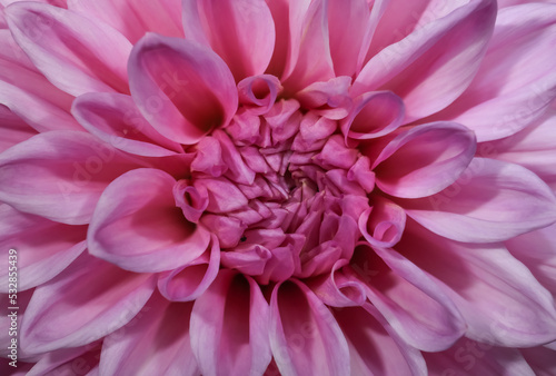 Extreme close up shot of pink Dahlia flower © SNEHIT PHOTO