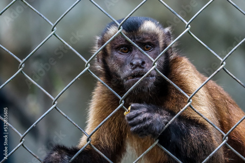 Monkey in captivity