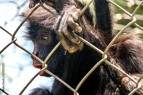 Monkey in captivity