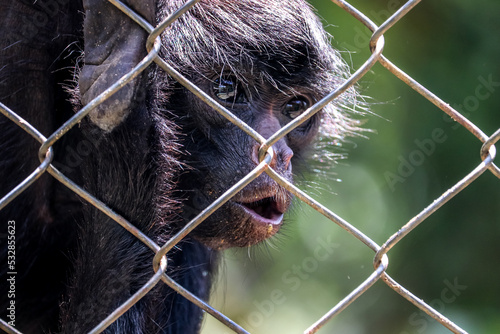 monkey in captivity