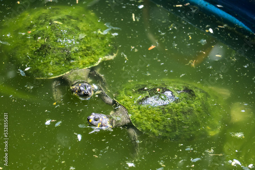 Turtles