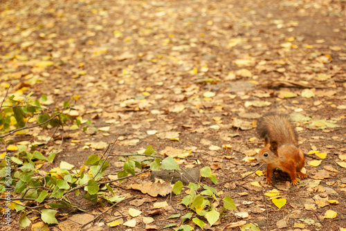A squirrel runs through the autumn forest. Cute squirrel. Squirrel in nature. Squirrel © Druma