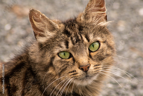 Chat Yeux verts