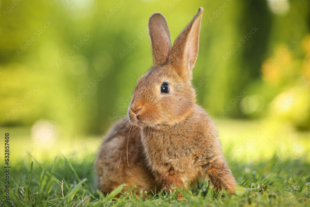 Cute fluffy rabbit on green grass outdoors Cute fluffy rabbit on green grass outdoors