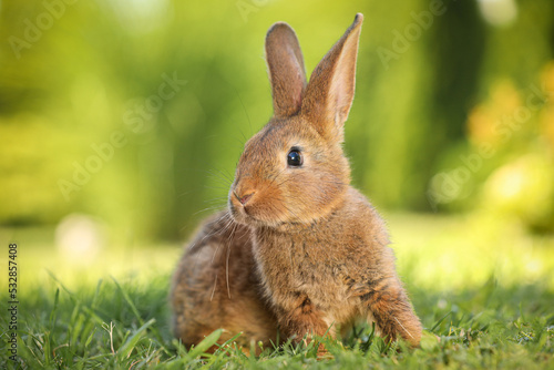 Cute fluffy rabbit on green grass outdoors