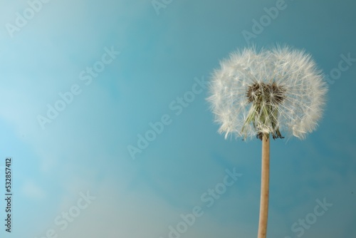 Fototapeta Naklejka Na Ścianę i Meble -  Beautiful dandelion flower on light blue background. Space for text