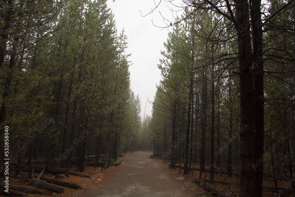 Fototapeta premium Path to Nowhere