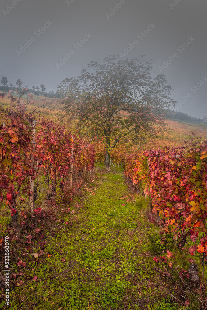 vineyards of the Langhe, Piedmont, Italy