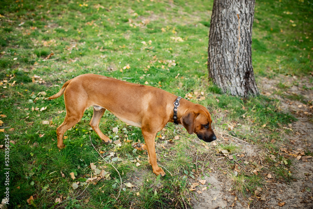 Rhodesian Ridgeback dog on a background of green grass