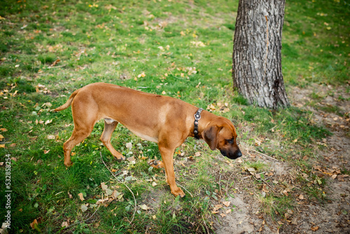Rhodesian Ridgeback dog on a background of green grass