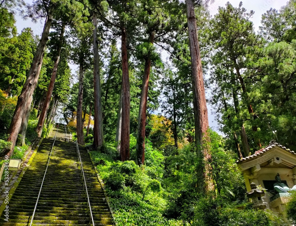 Obraz premium 神聖な木々に囲まれた階段