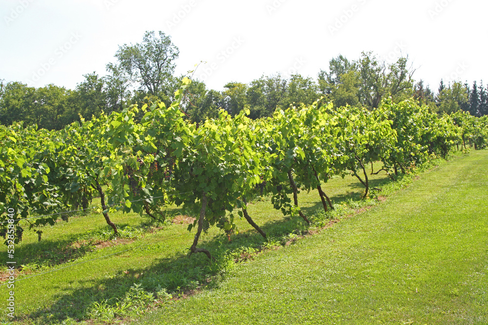 Vineyards in rows supported by wire