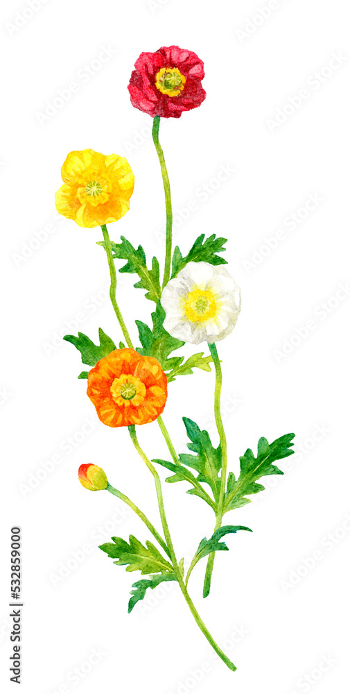 Obraz premium ポピー（ヒナゲシ）のカラフルなカットイラスト 春の花の手描き水彩イラスト素材