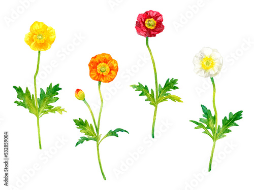ポピー（ヒナゲシ）セット　春の花の手描き水彩イラスト素材集 © 一色いっさ