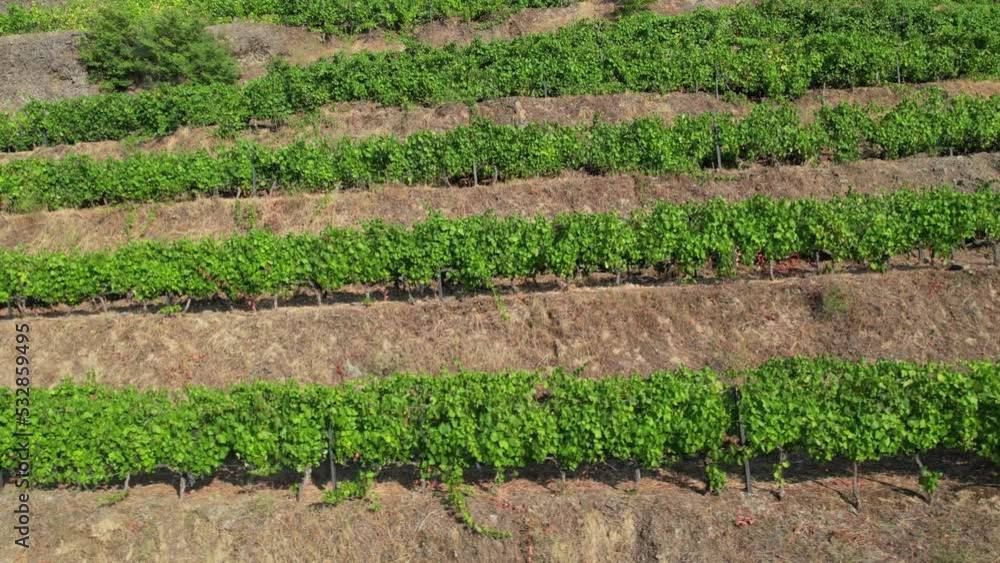 Famous Vineyards on Douro Mountains, Portugal Famous Vineyards on Douro Mountains, Portugal