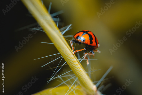 Ladybug on green grass blade, Coccinella transversalis Fabricius, Blade runner, Lady Beetles, Selection focus.