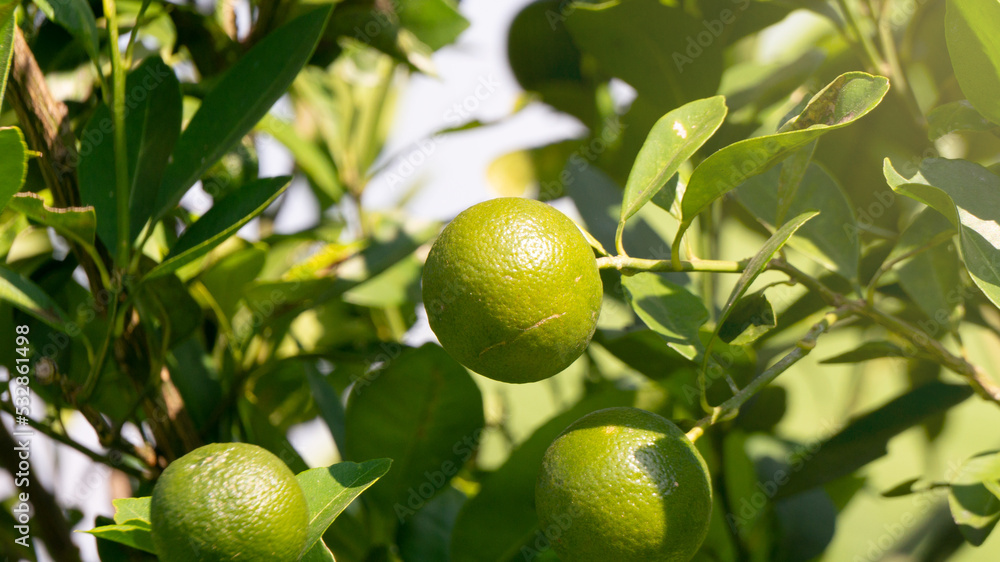 Key lime, fruit with a sour taste to complement the dish. With various advantages, providing a unique taste and health benefits, herbal medicine for whooping cough