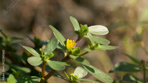 Portulaca oleracea, one of the wild plants with herbal benefits, anti-oxidants, pain relievers. Herbal medicine without side effects