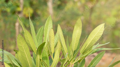 Myrica cerifera grows as a shrub to tree up to 12 m in height with grey bark. The leaves are arranged alternately  to 10 cm long  oblanceolate  with an entire or dentate leaf and an acute leaf apex