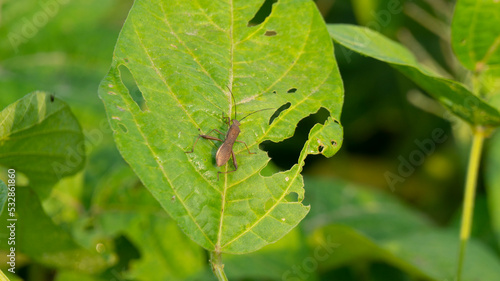Rice ear bug or Leptocorisa oratoria, a pest of rice and other plants that emits a pungent odor to scare off predators. This type of pest often interferes with the planting period