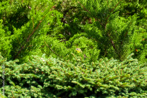 Yellow Breasted Chat hidden in the greenery