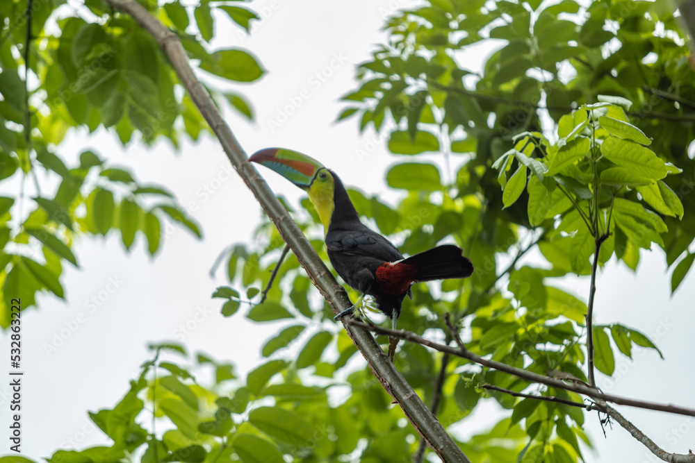 red billed toucan red billed toucan