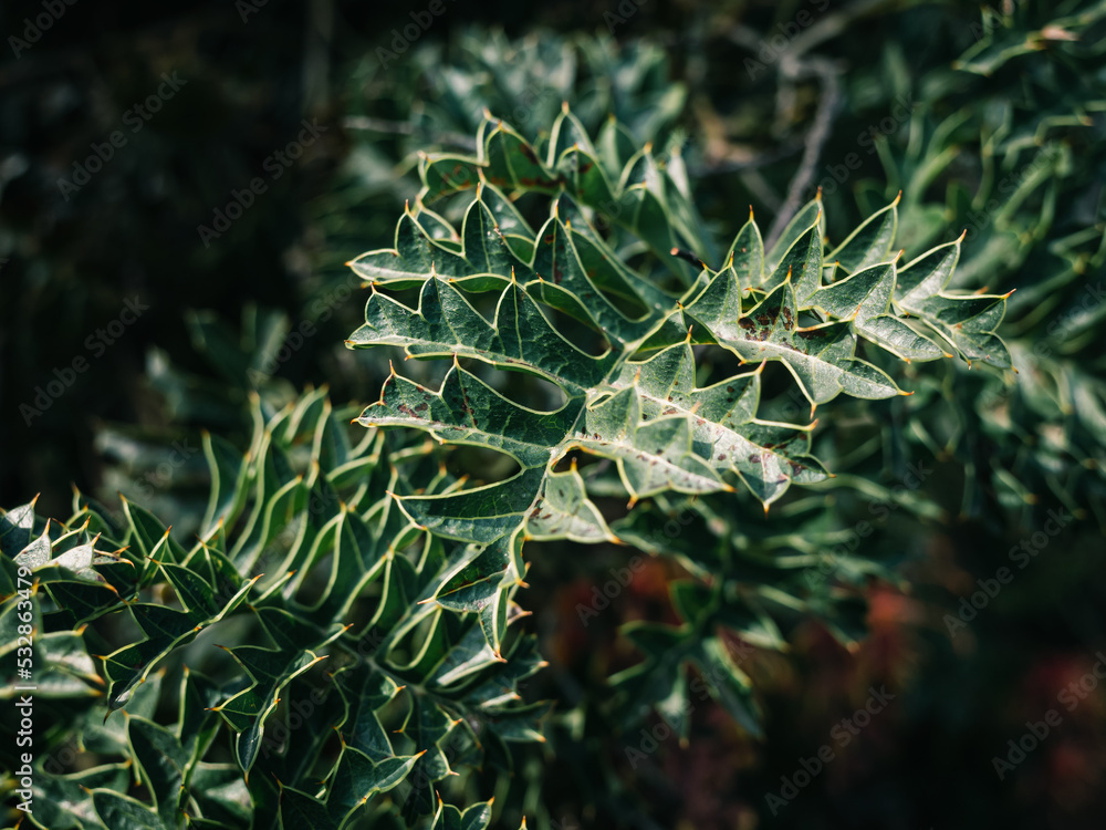 Fototapeta premium Green leaves
