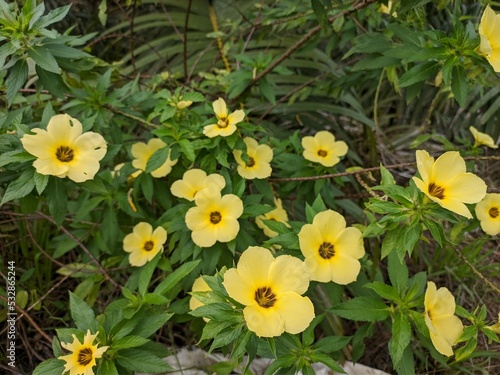 Damiana Flower (Turnera Ulmifolia) blooming in the morning